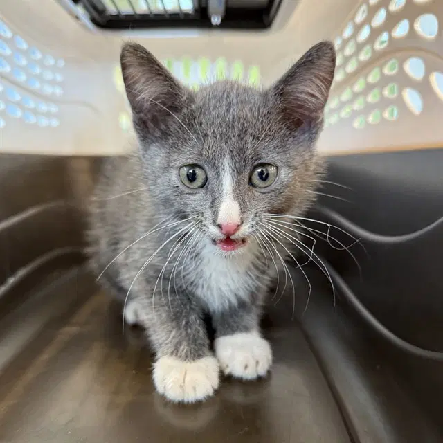 Jinx - Domestic Short Hair