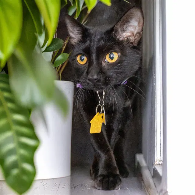 Lydia - Domestic Short Hair