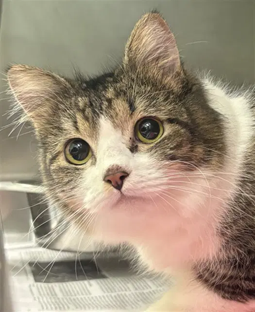 Penny - Domestic Medium Hair