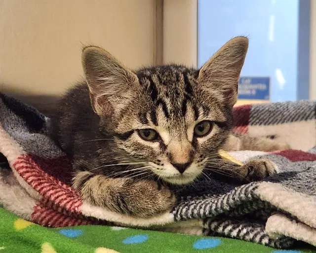 Mischief - Domestic Short Hair