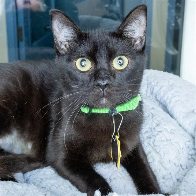 Fish - Domestic Short Hair