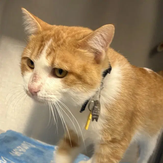 Gordo - Domestic Short Hair