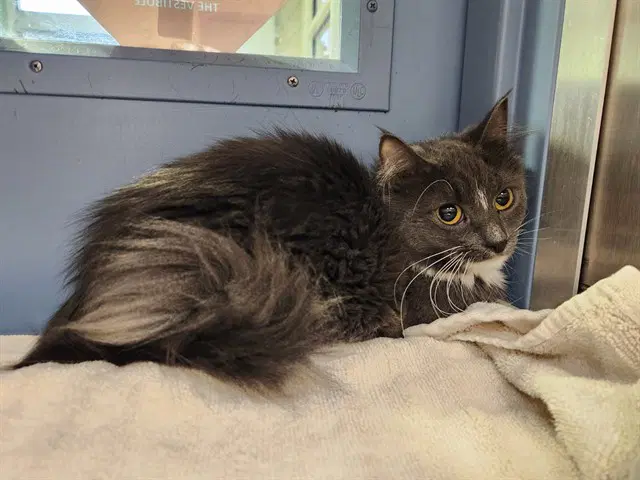 Itty Bitty - Domestic Medium Hair