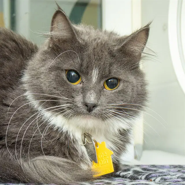 Itty Bitty - Domestic Medium Hair
