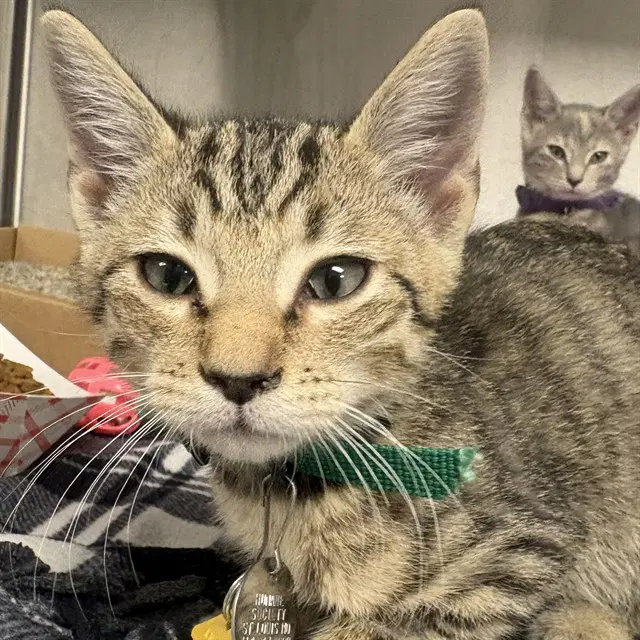 Albie - Domestic Short Hair