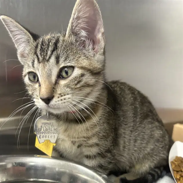 Turkey - Domestic Short Hair
