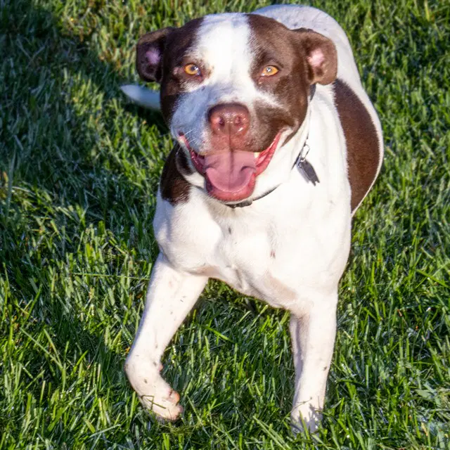 Celeste - Pointer