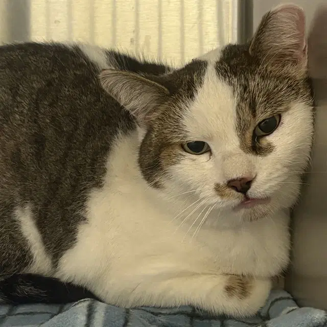Carl - Domestic Short Hair