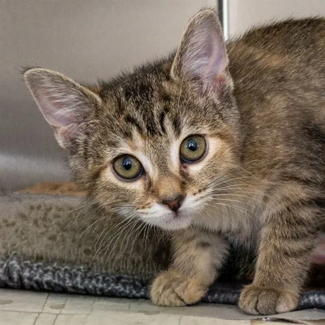 Eye Of Newt - Domestic Short Hair