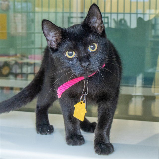 STEVIE