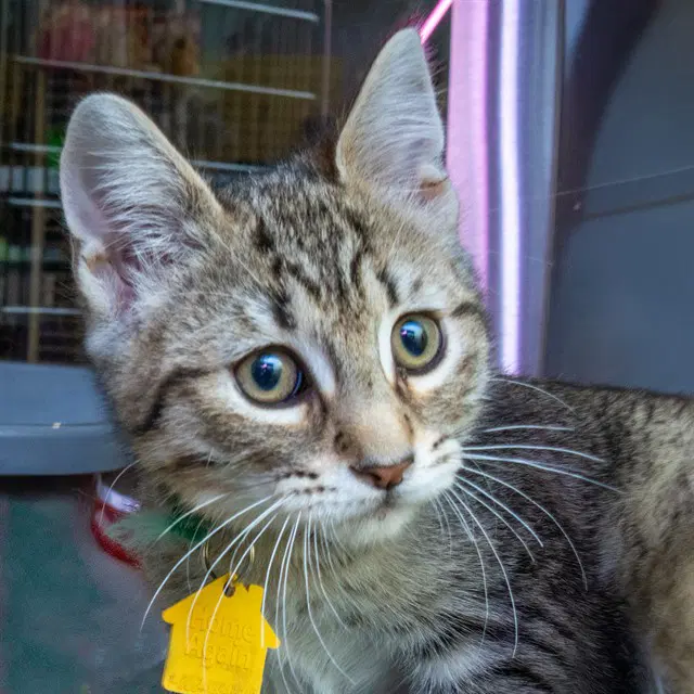 Musketeer - Domestic Short Hair