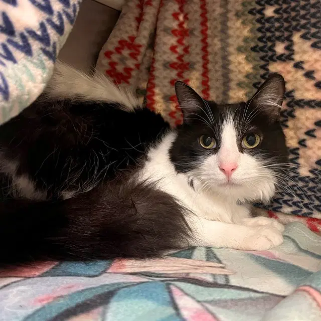 Oreo - Domestic Long Hair