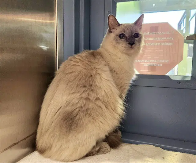 Charlie - Ragdoll