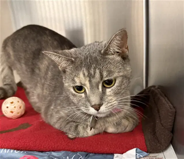 Leah - Domestic Short Hair