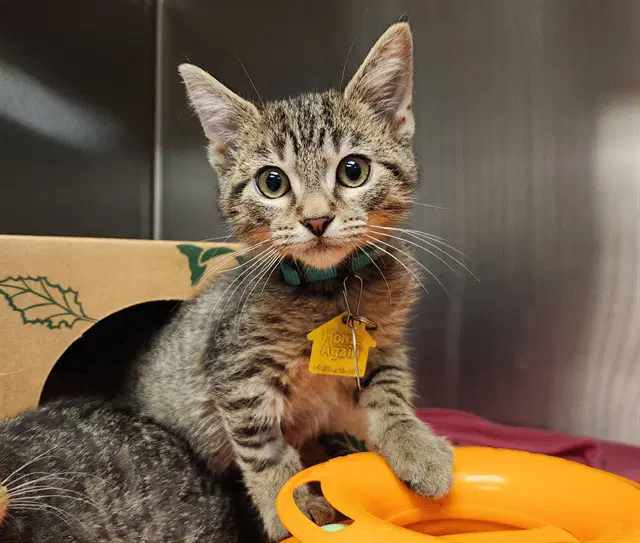 Dead Mans Toe - Domestic Short Hair