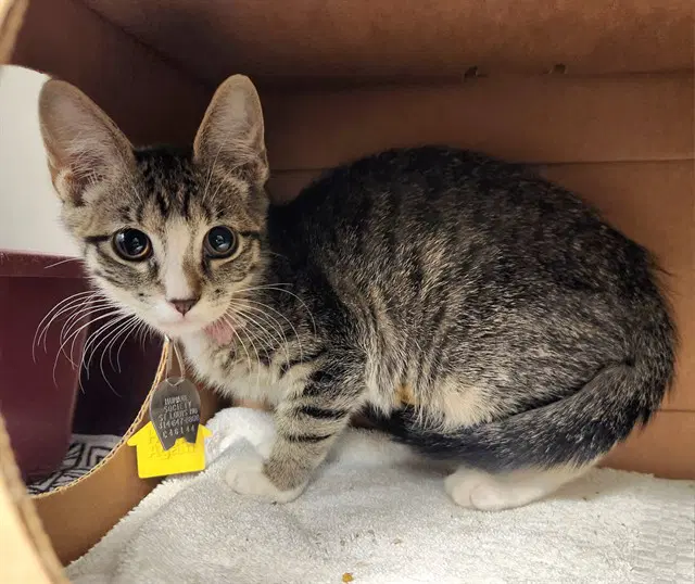Shenanigans - Domestic Short Hair