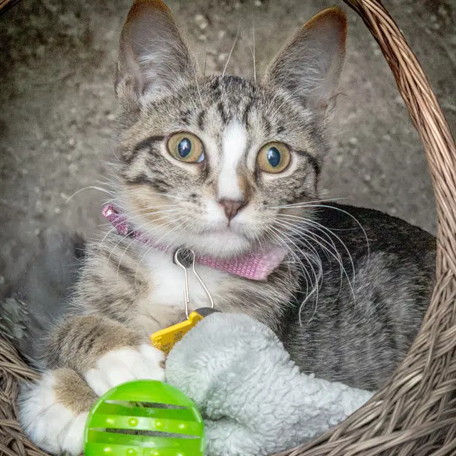 Shenanigans - Domestic Short Hair