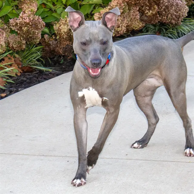 Houlihan - Pit Bull Terrier