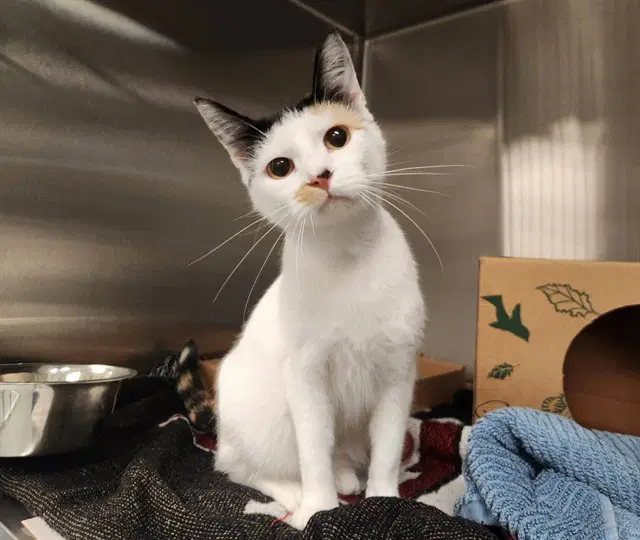 Arrow - Domestic Short Hair