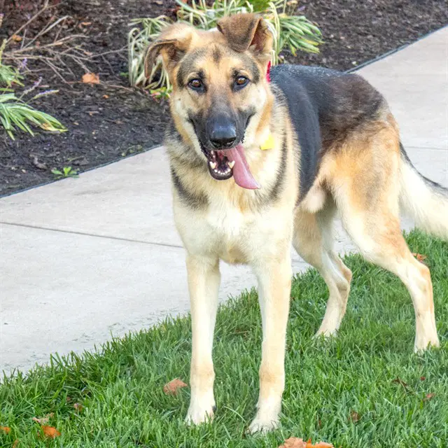 Maverick - German Shepherd Dog
