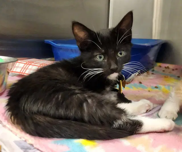 Root Beer - Domestic Short Hair