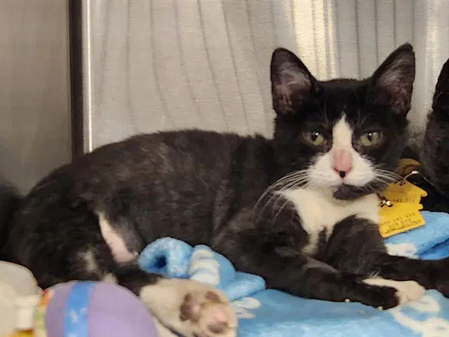 Fudge - Domestic Short Hair