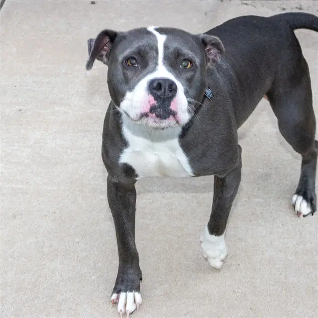 Baby - Pit Bull Terrier