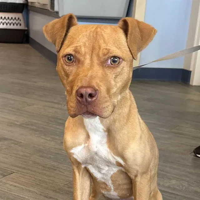 Maple - Pit Bull Terrier