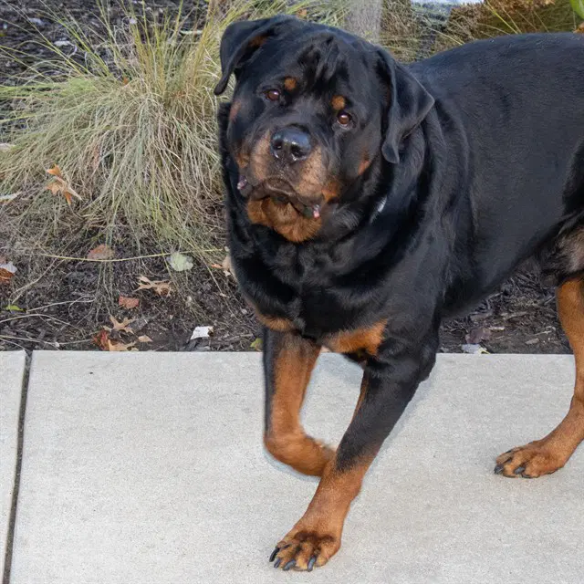 Vako - Rottweiler