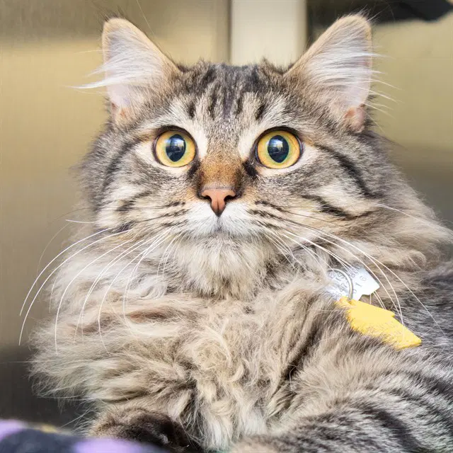 Lederhosen - Domestic Medium Hair