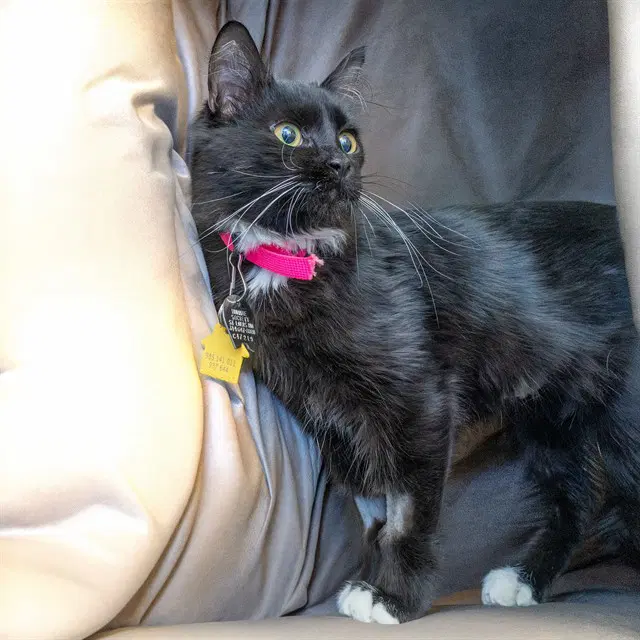 Twilight - Domestic Medium Hair