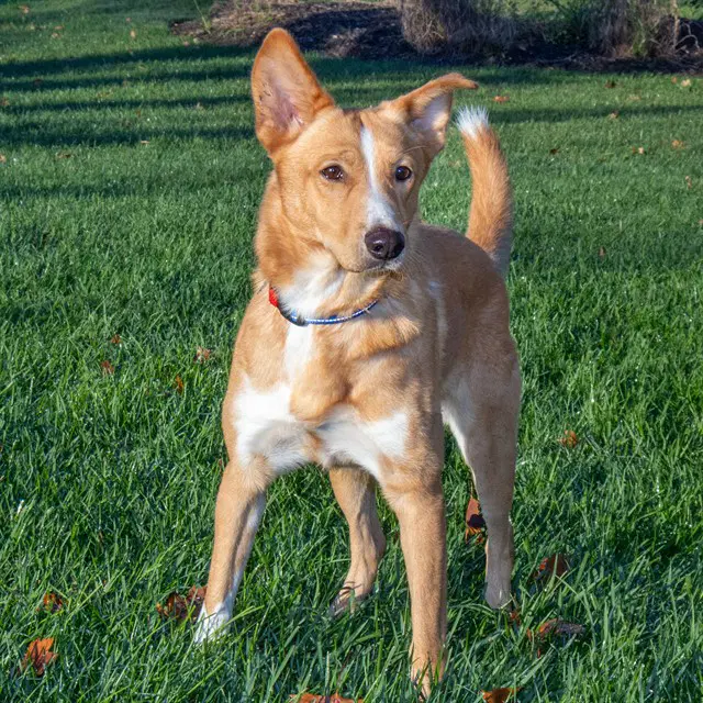 Larry - German Shepherd Dog