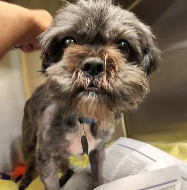 Hagrid - Havanese