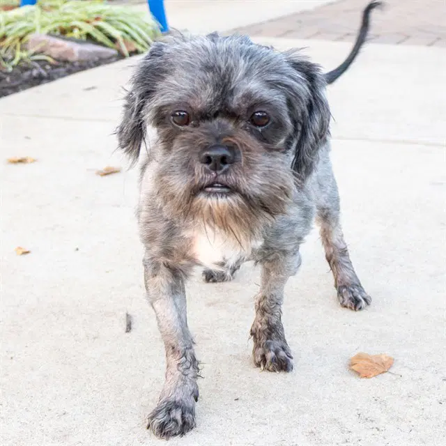 Hagrid - Havanese