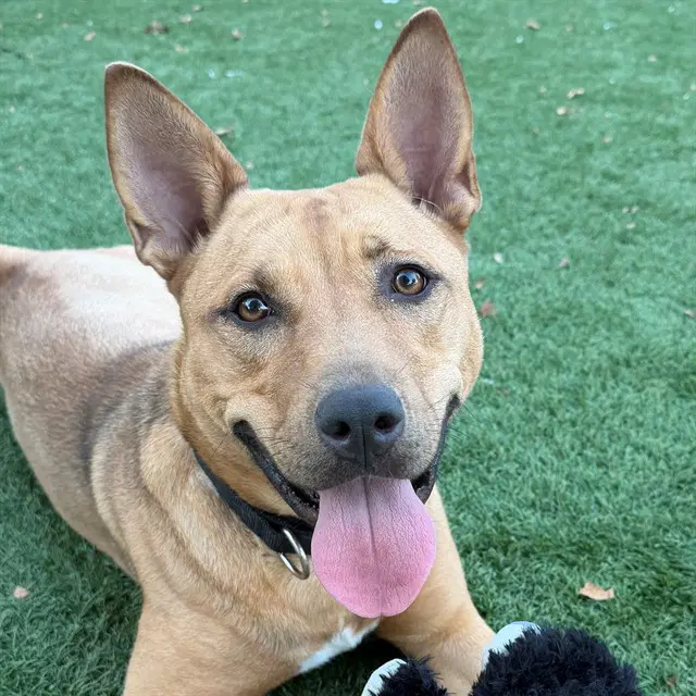 Carmella - Shiba Inu