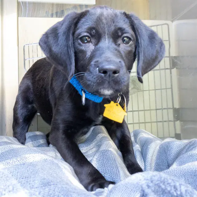 Gelato - Labrador Retriever