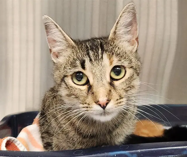Pepsi - Domestic Short Hair