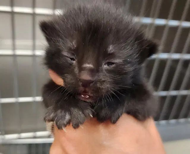 Gatorade - Domestic Short Hair