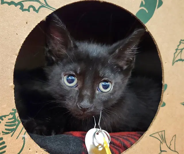 Gatorade - Domestic Short Hair