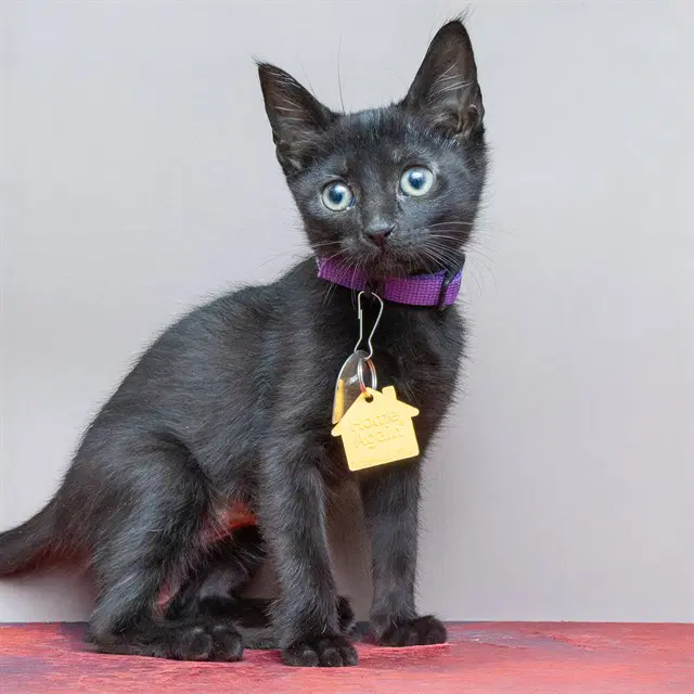 Gatorade - Domestic Short Hair