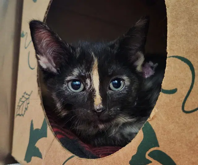 Bubly - Domestic Short Hair