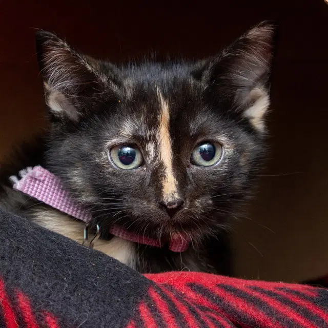 Bubly - Domestic Short Hair
