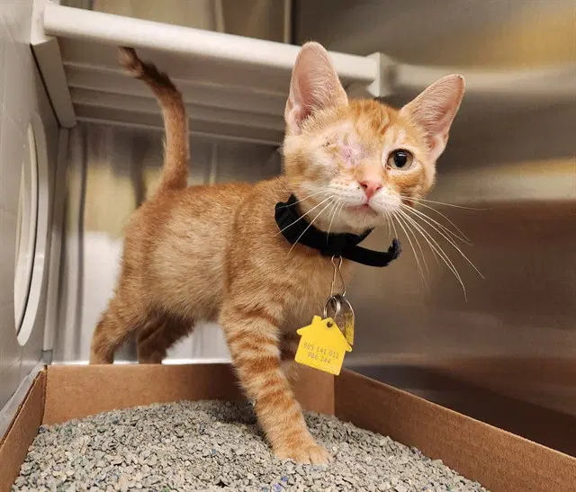 Smba - Domestic Short Hair