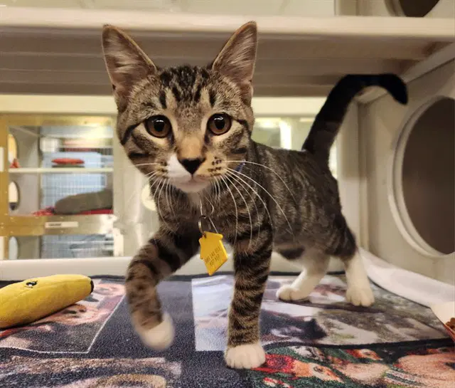 Bagel Bite - Domestic Short Hair