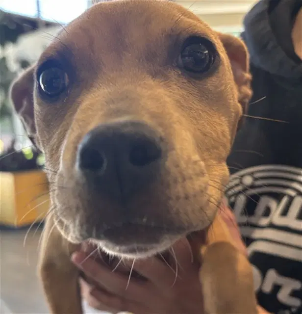 Penny - Pit Bull Terrier