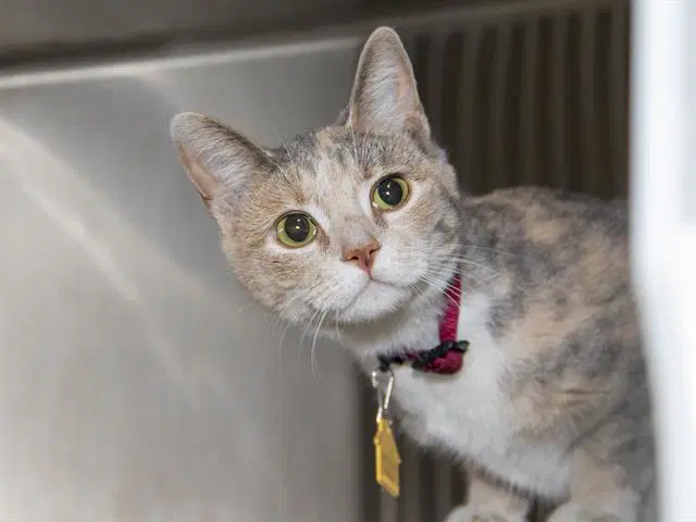 Luna - Domestic Short Hair