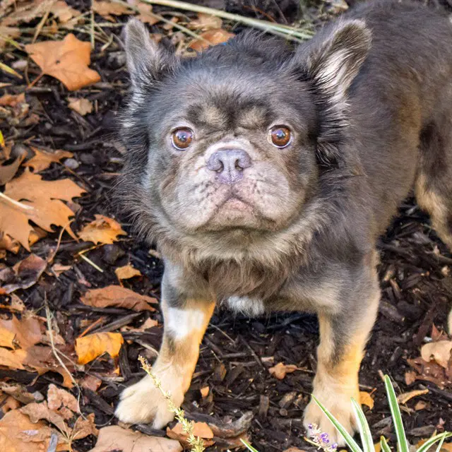 Ewok - French Bulldog