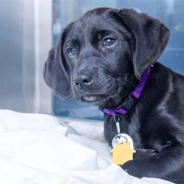 Sorbet - Labrador Retriever