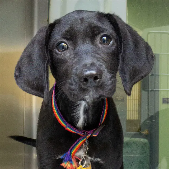 Shake - Labrador Retriever