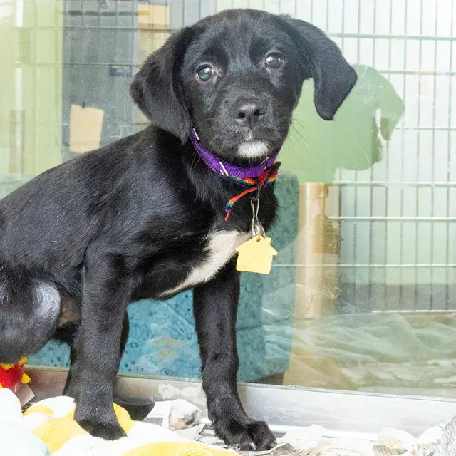 Scoop - Labrador Retriever